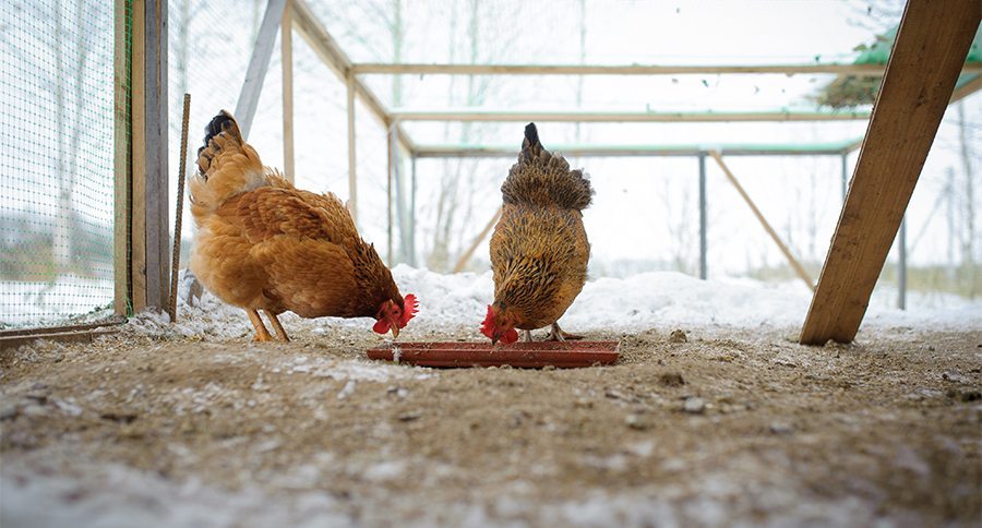 feeding chickens in the winter