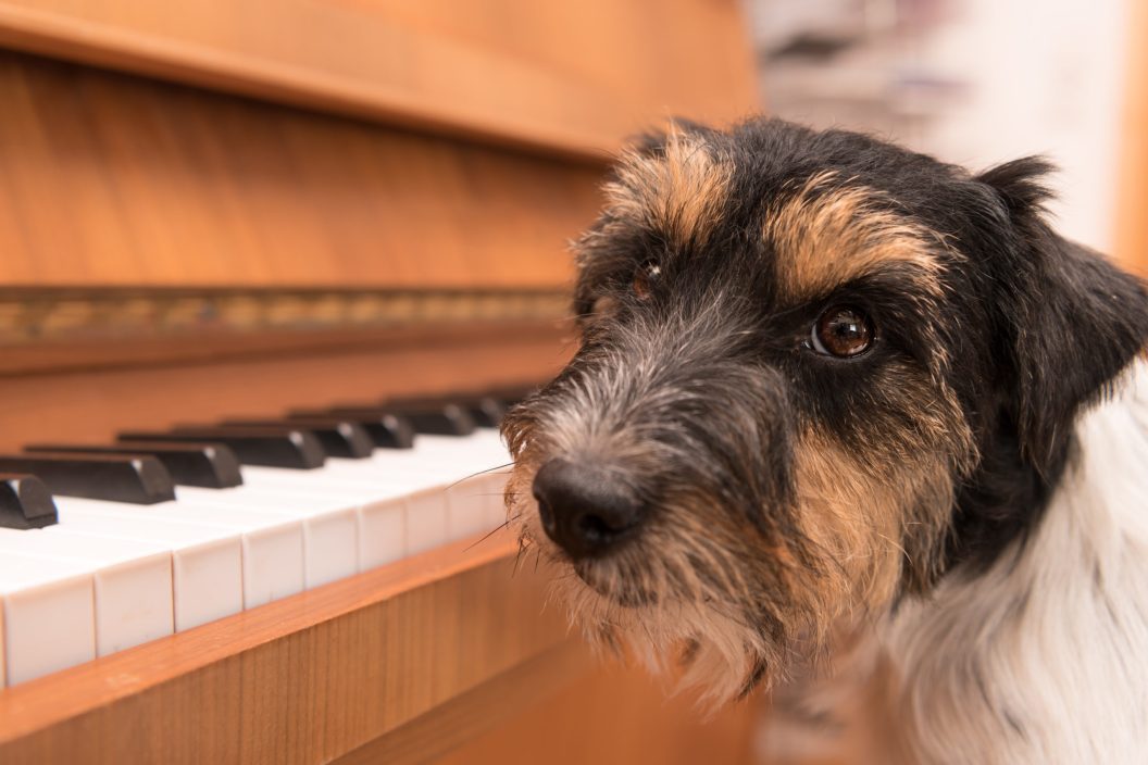 Songs about dogs