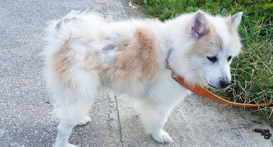 dog hair loss