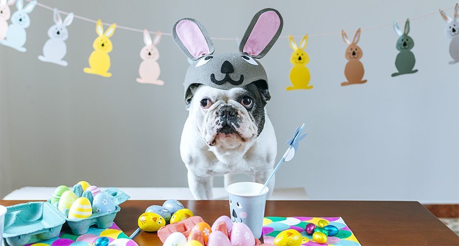 Dog with rabbit hat on table full of Easter eggs