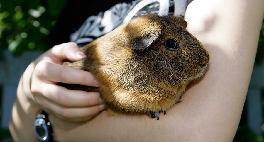 holding a guinea pig