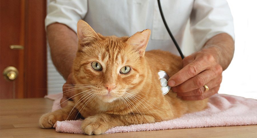 Veterinarian Listening To Cat's Heart