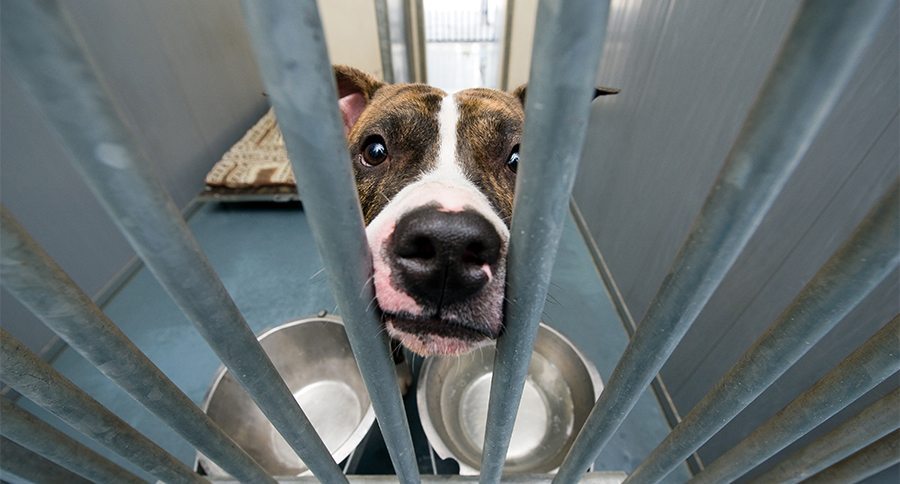Homeless dog behind bars in an animal shelter