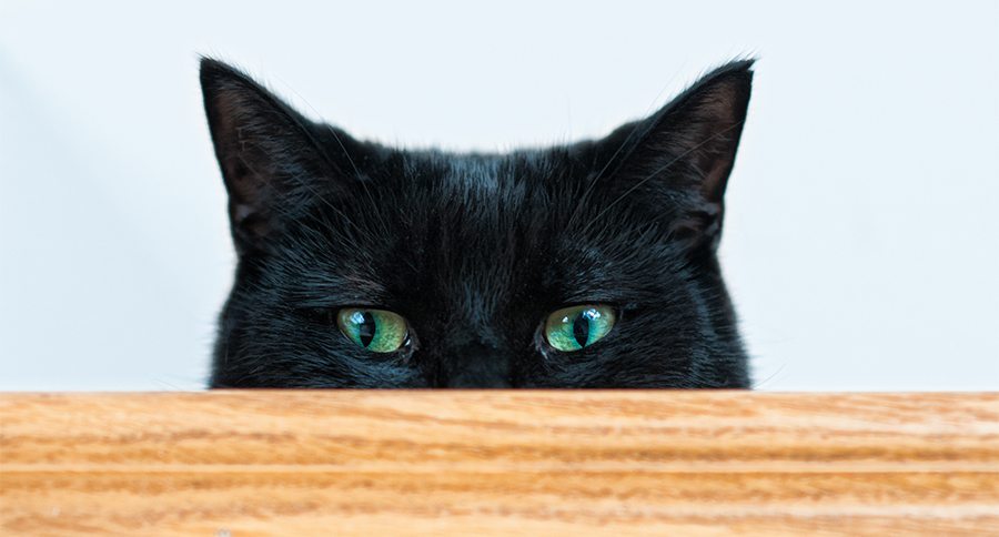 mischievous black cat looking at the camera shot with a shallow depth of feild