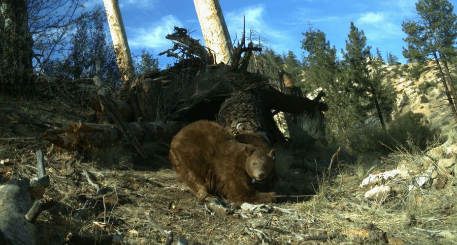 black bear in California