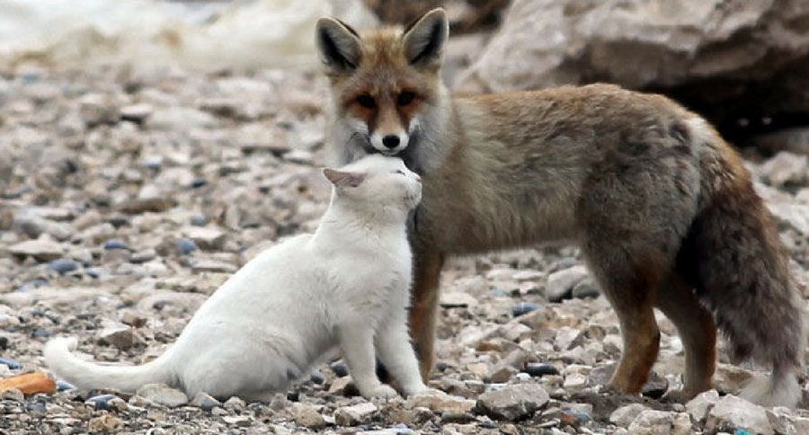 cat and fox