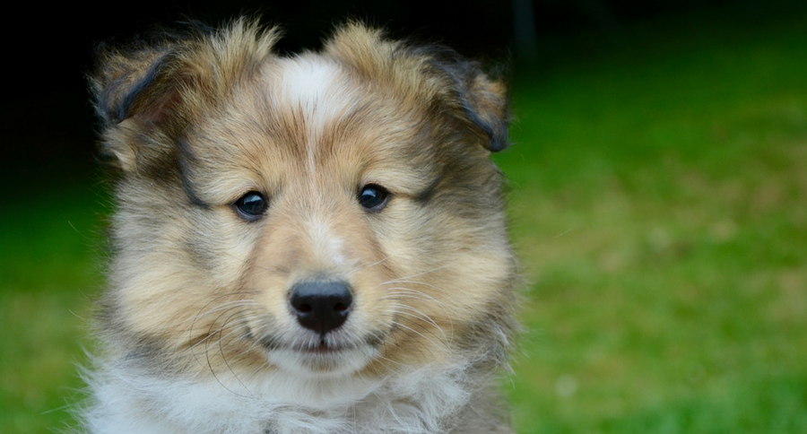 collie puppy