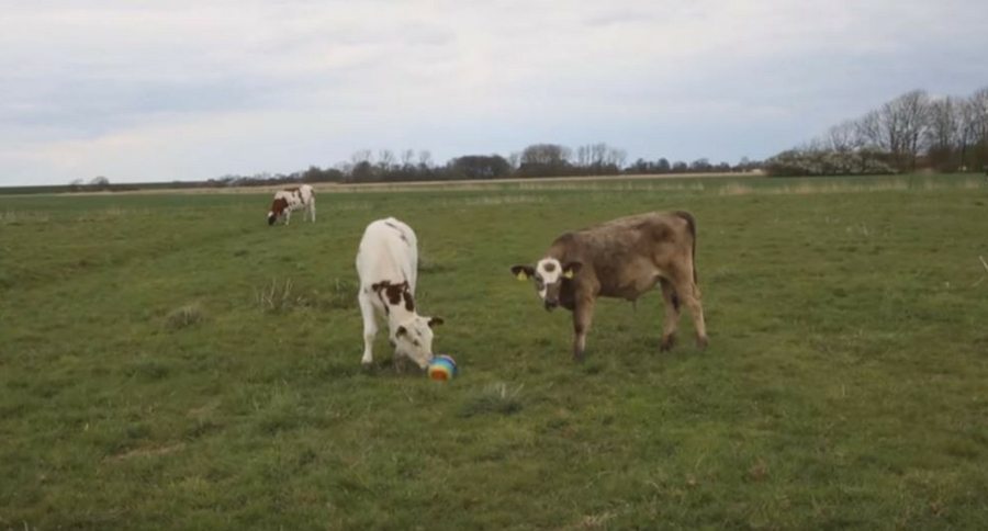 Cows