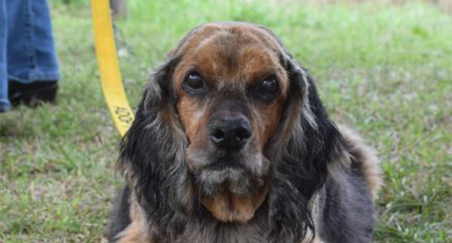 cocker spaniel