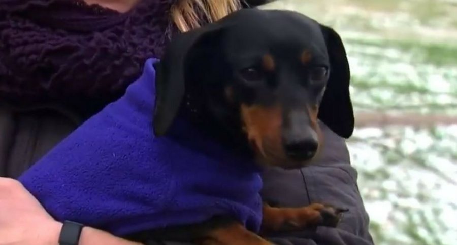 Doxie Parade