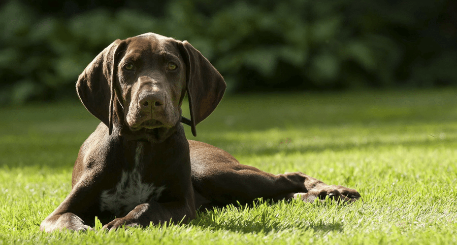 German Shorthaired Pointer puppy