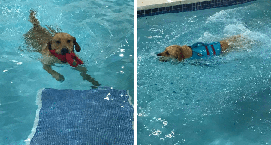 K9 Aquatic Center