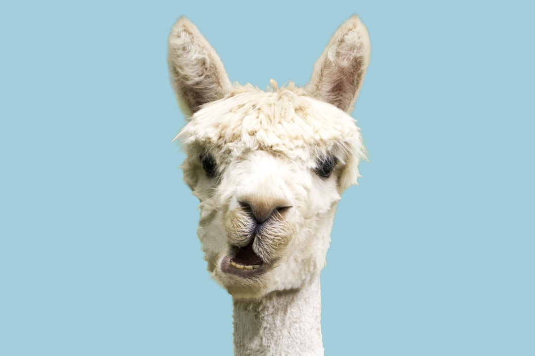 Llama Puns