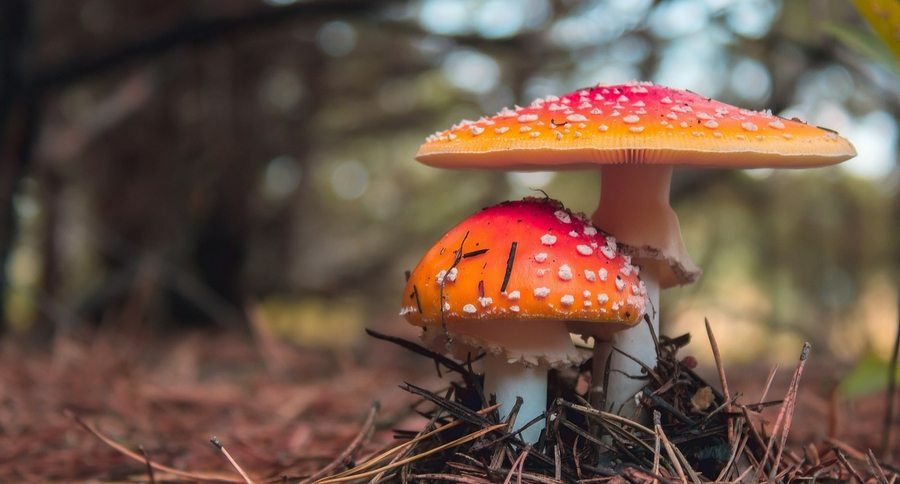Toxic Mushroom