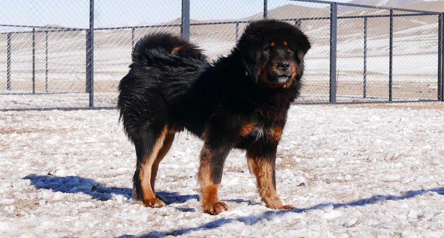 Mongolian dog