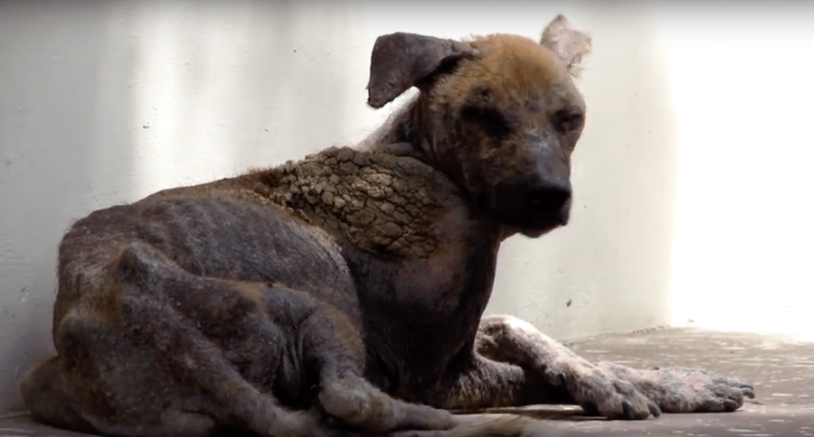 dog with mange