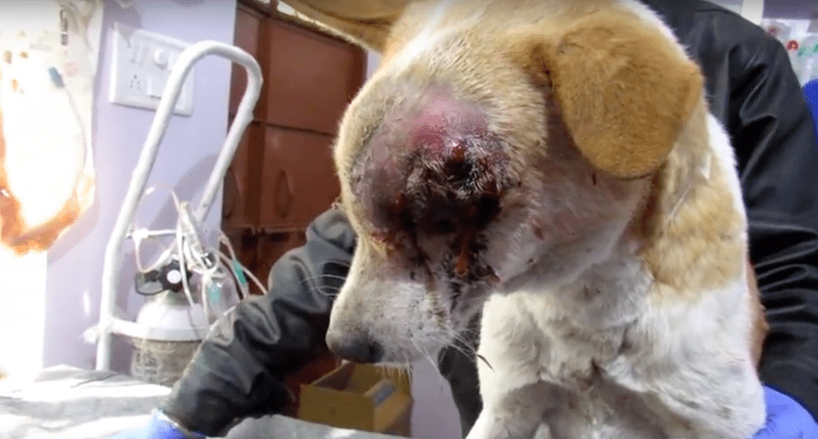 dog with mass on head