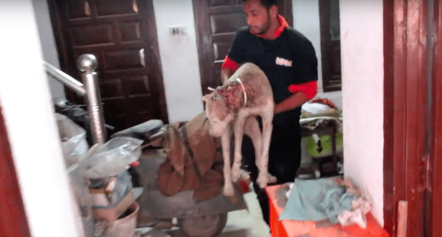 man rescuing dog