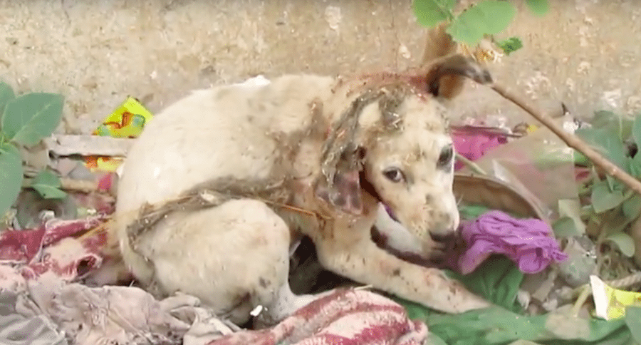 injured puppy