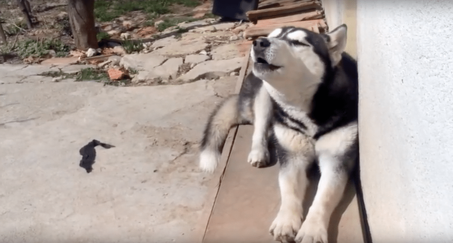 Husky