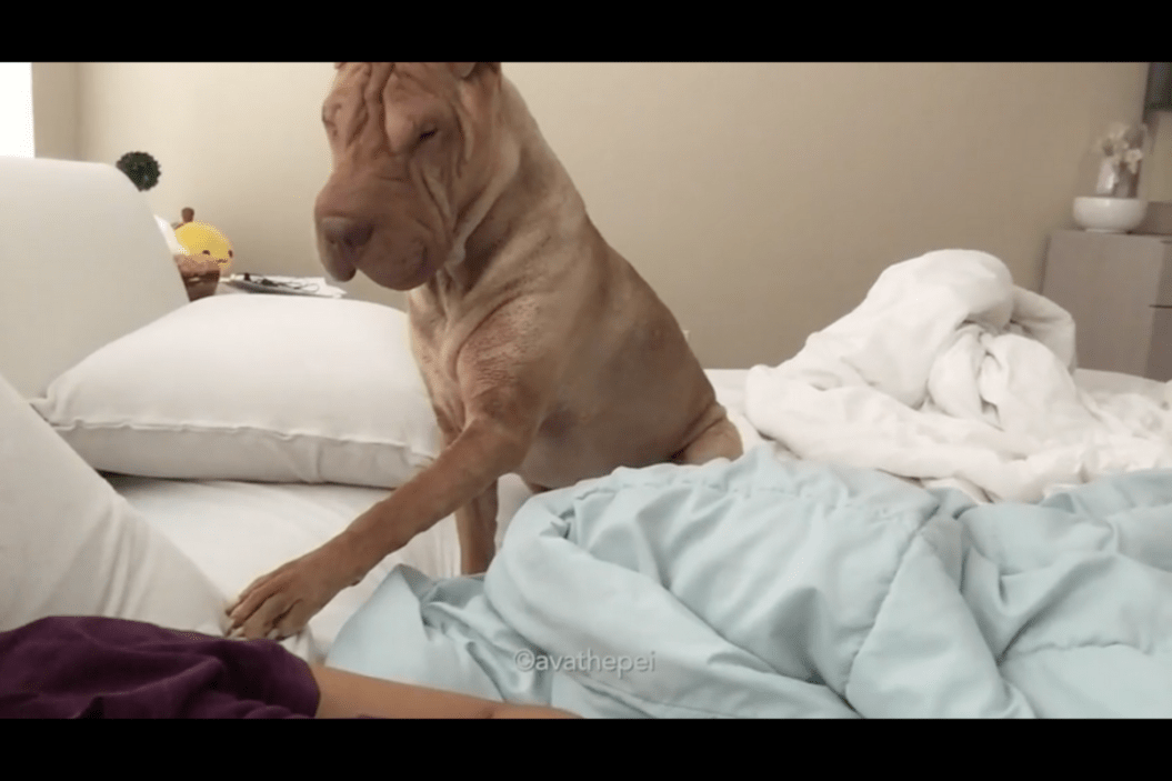 Shar Pei is the sweetest alarm clock.