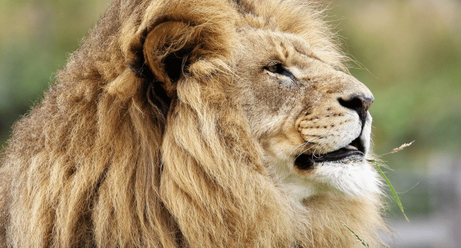 african lion