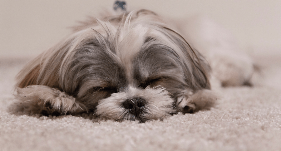 dog sleeping
