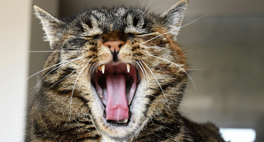 cat teeth
