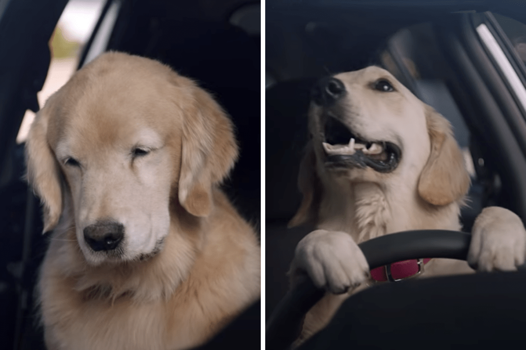 Dogs Parking, Subaru commercial