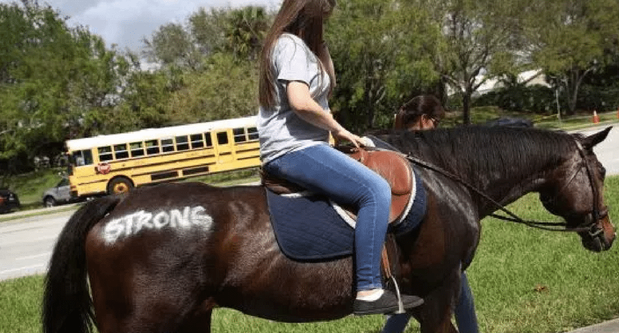 therapy horse