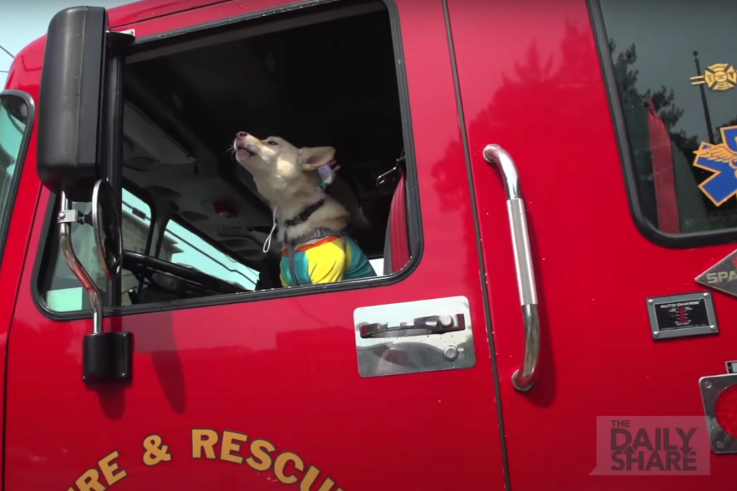 Service Dog meets firefighters.