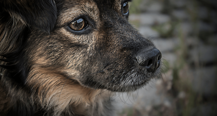dog