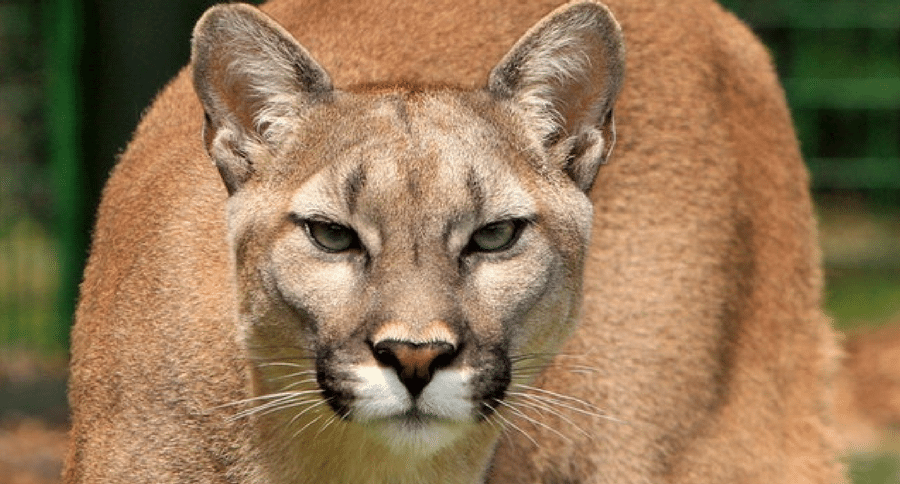 mountain lion