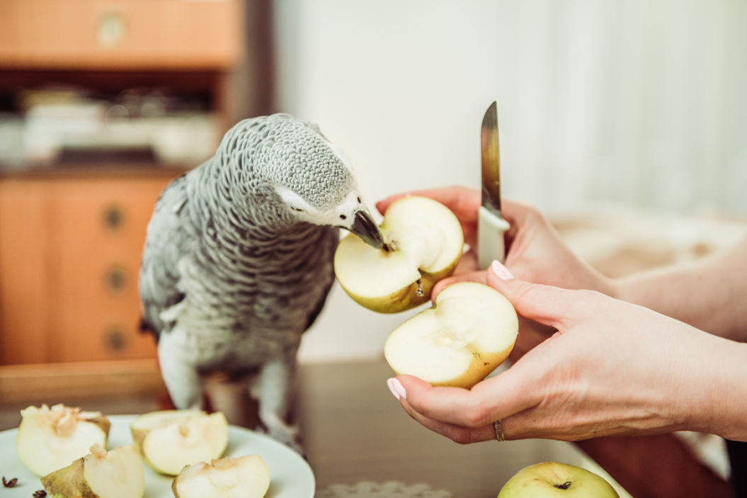 black and white bird eating fruits and vegetables for birds