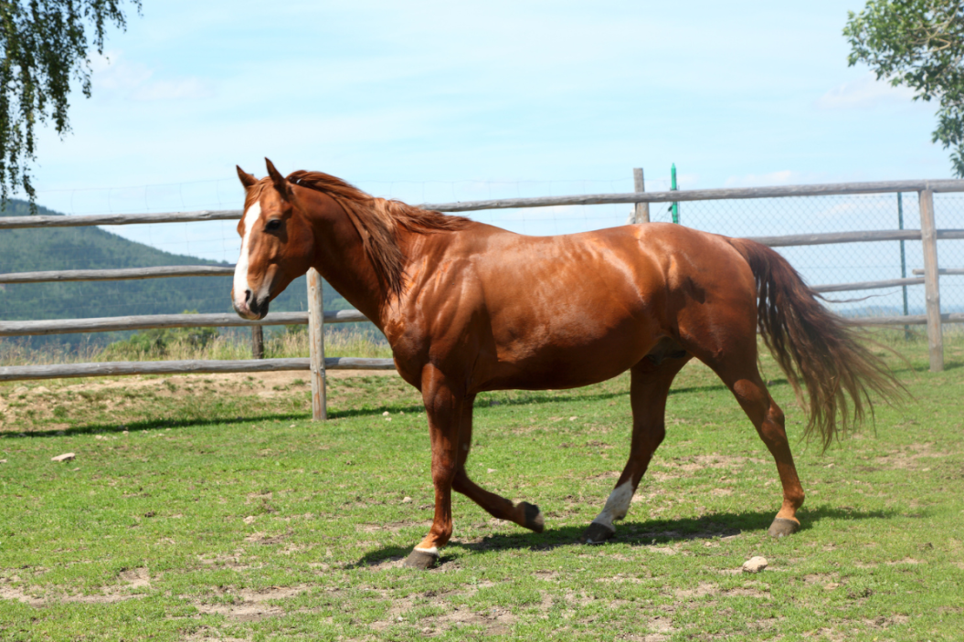 anhidrosis in horses