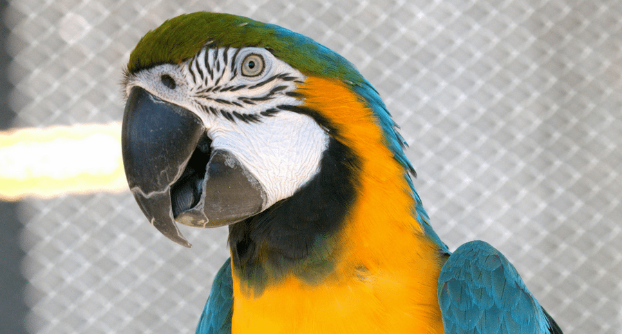 parrot