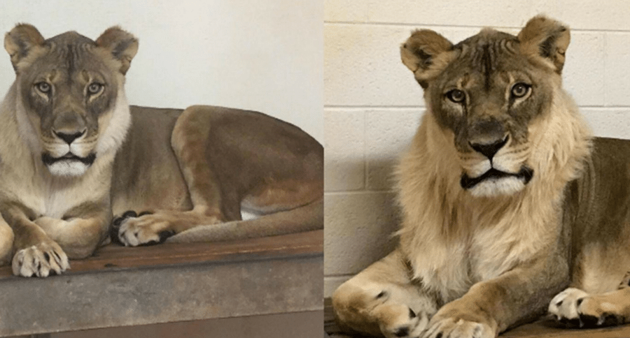 lioness mane