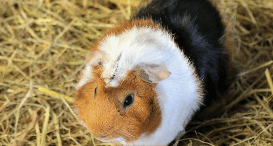guinea pig