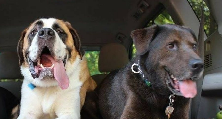 dogs