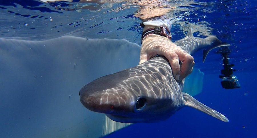 sixgill shark pup