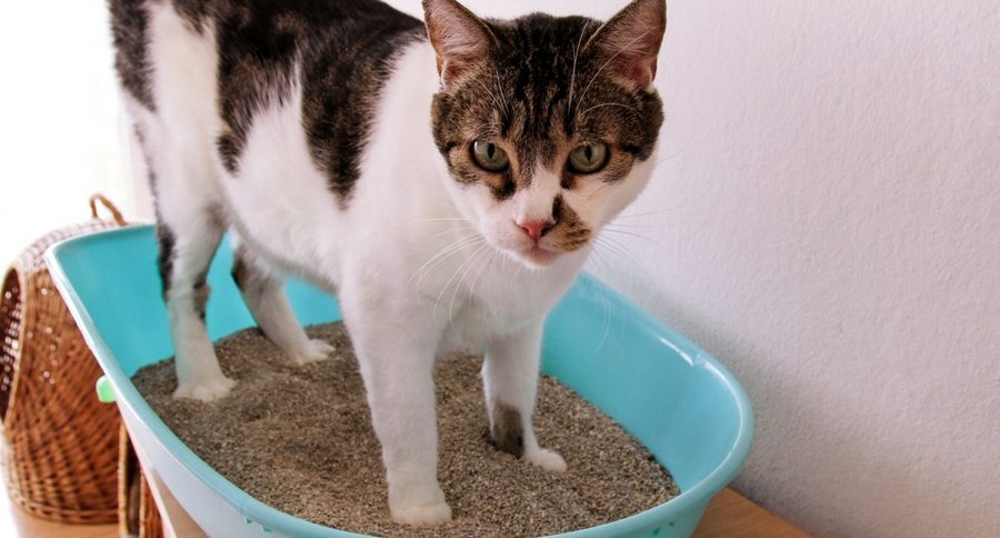cat litter