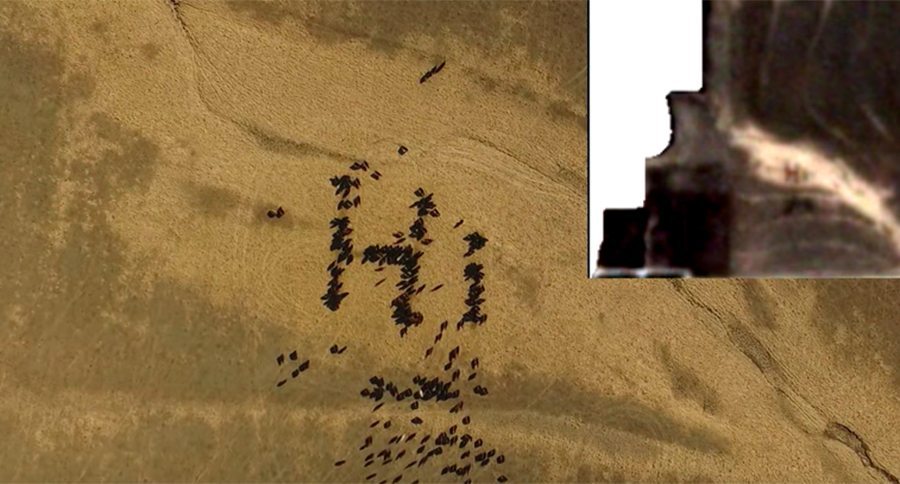 cow message