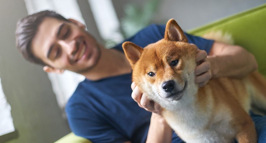 Close up portrait of Shiba Inu dog face sitting on green sofa with owner. Best friend concept. Young caucasian male in casual t-shirt playing with his cute pet on couch at home stroking and petting