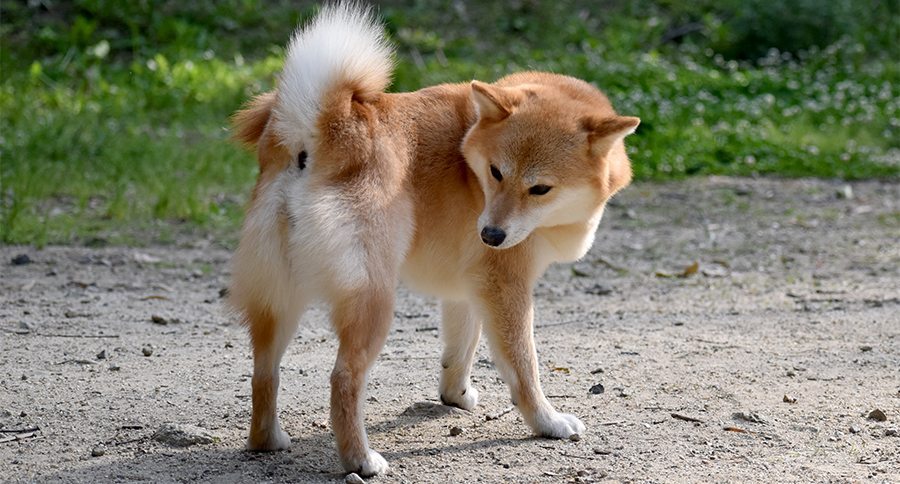 dog anal glands