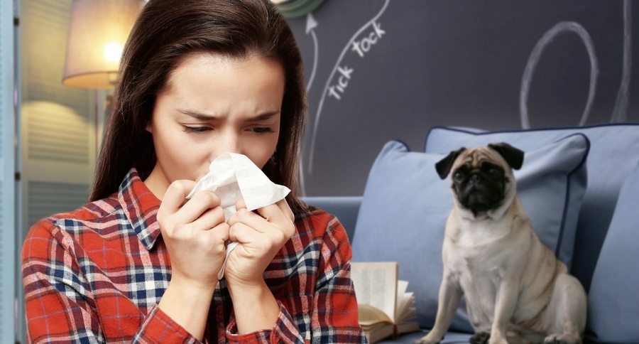 dog allergies