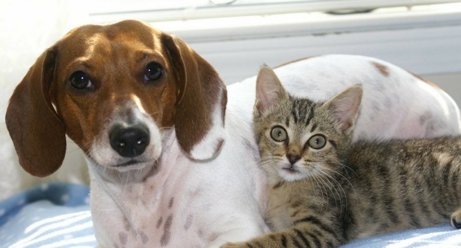 dog and cat