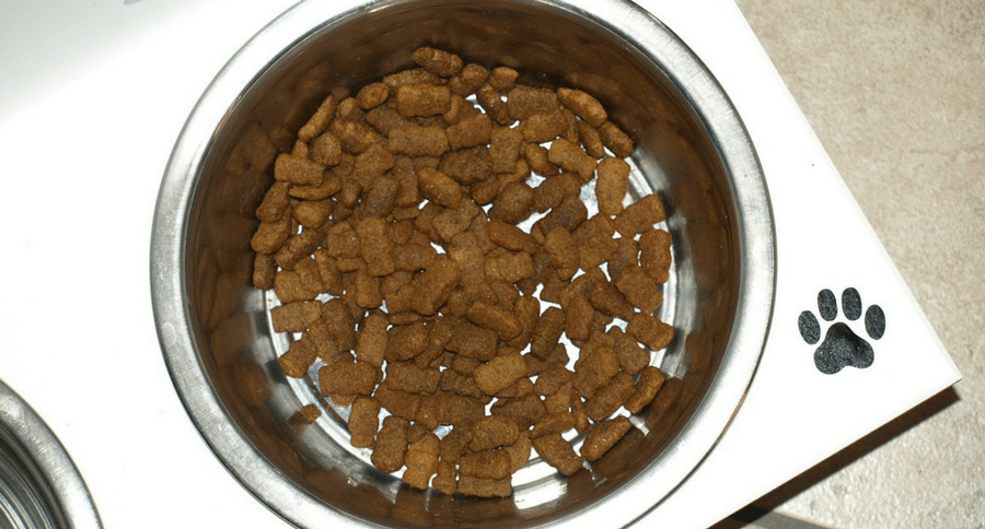 Dog Dish