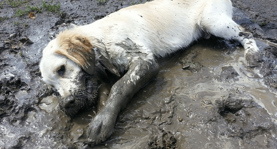 dog in mud