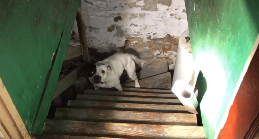 dog rescued from basement