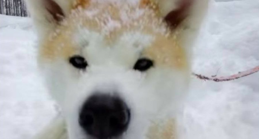 Dog View Google